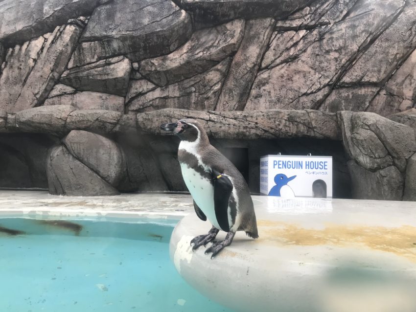 魚津水族館　ペンギン