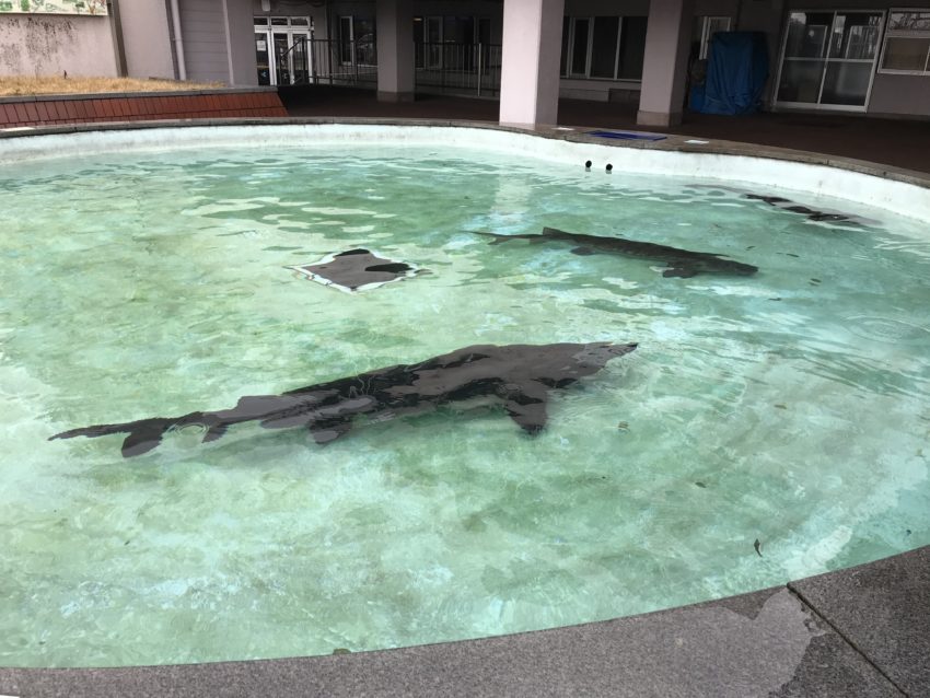 魚津水族館　サメ