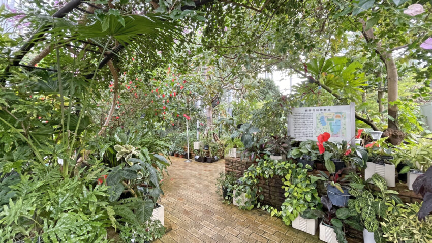 熱帯雨林植物室