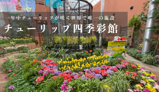 【チューリップ四季彩館】1年中綺麗なチューリップが咲く世界で唯一の施設